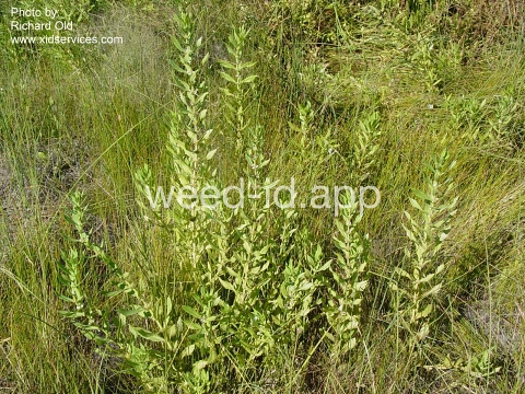 bugleweed, rough